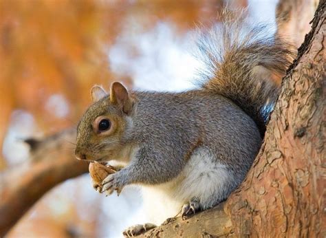 Sleeping Habits Of The Squirrels And Their Common Nests Anifa Blog