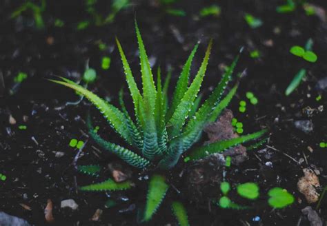 Aloe Vera Plant Root Rot Causes Solutions