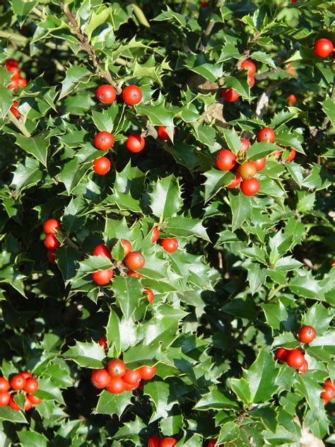 Plant your holly bushes in fertile, slightly acidic soil. Garden Housecalls - Holly Red Beauty