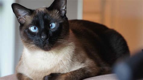 Free Stock Photo Of Cross Eyed Siamese Cat Download Free Images And