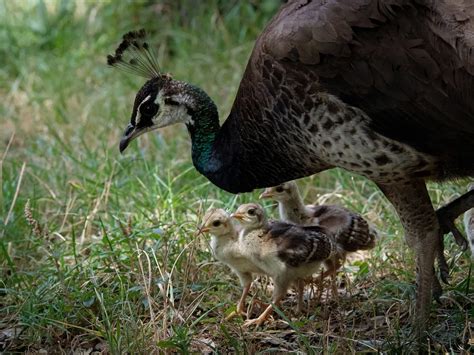 Female Peacocks Male Vs Female Identification Guide Birdfact