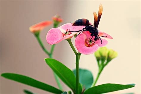 10 Incredible Facts About Wasps Diamond Pest Control
