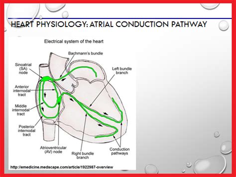 The bachmann bundle22 or the interatrial subepicardial tract is a bundle of parallel myocardial strands connecting the raa and laa.23 the bundle runs through the superior. Telemetry Technician Course: Cardiac Anatomy and ...