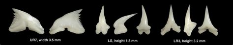Hemigaleus Microstoma Hiretogarizame Sicklefin Weasel Shark