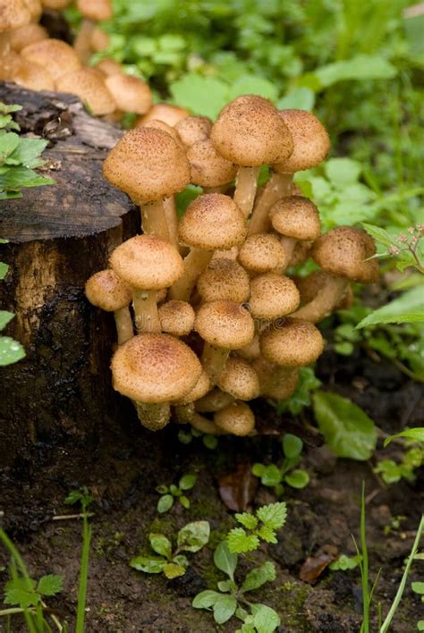 Fresh Edible Mushrooms On A Stump Stock Image Image Of Yield Fall