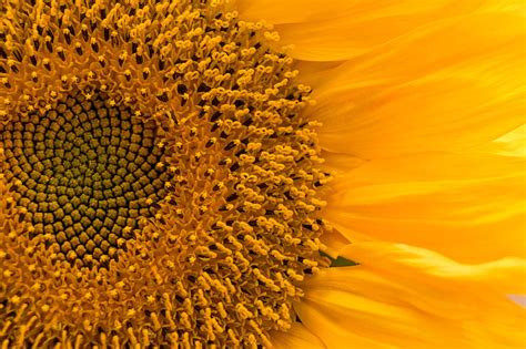 Sunflower Flower Macro Petals Yellow Hd Wallpaper Peakpx