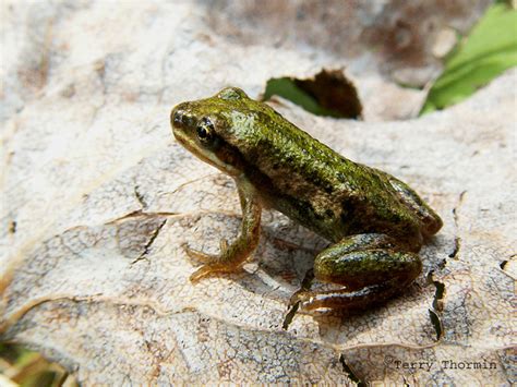 Boreal Chorus Frog 1 Photo Terry Thormin Photos At
