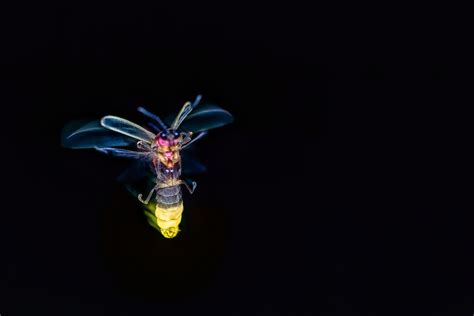 Bioluminescence Explained Discover Wildlife