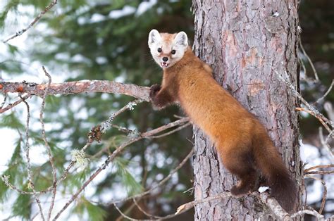 American Marten Facts Critterfacts
