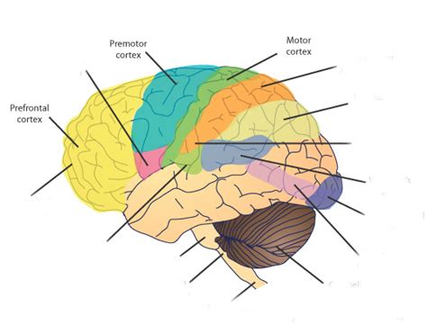 The Frontal Lobes Brain Basics