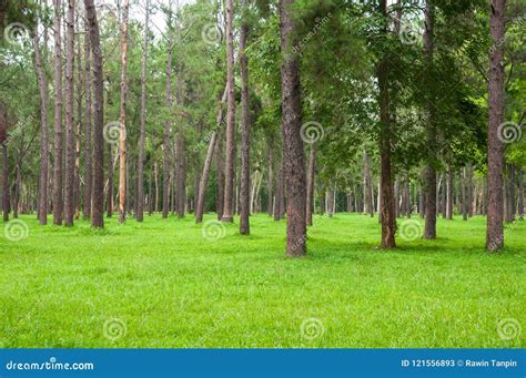Pine Trees Tall Green Trunksbeautiful Pine Trees And Green Grass