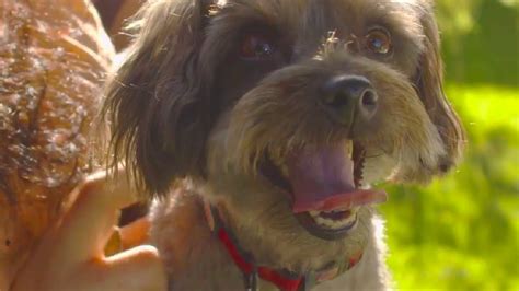 The mentors listed above will help get your dog accustomed to having his teeth cleaned regularly. PetSmart Groomers: Pet Grooming is our Passion - YouTube