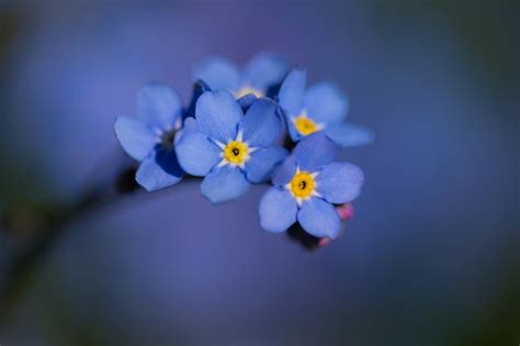 Gone but not forgotten memorial flower pot plant wooden cube with forget me not seeds. How to Grow Forget-Me-Nots at Home in a Pot | Hunker