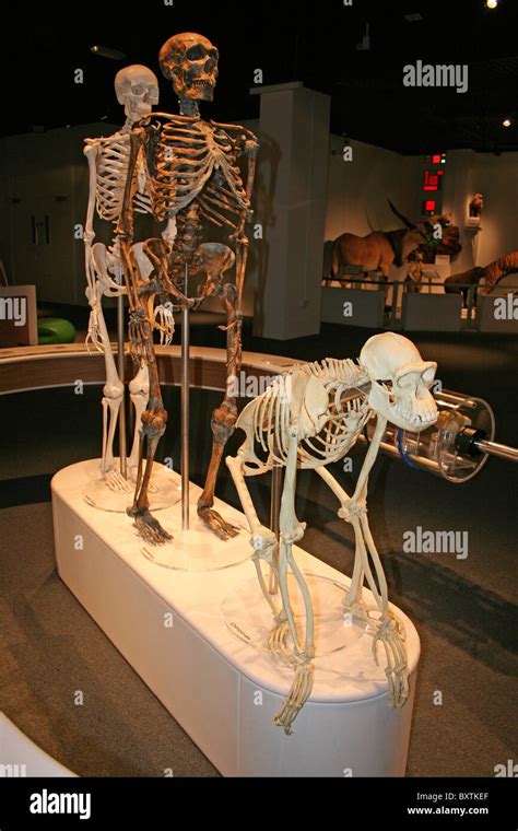 Neanderthal Skeleton Vs Human Skeleton