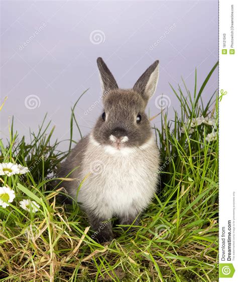 Gray Bunny Stock Image Image Of Animal Furry Funny 18121043