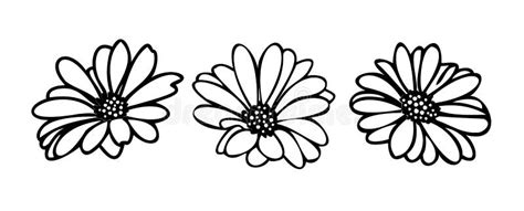 Daisy Fsummer Flower Floral Elements Hand Drawn Stock Vector