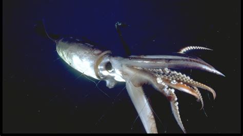 Squid swarm attacks research sub in Greenpeace video | CBC ...