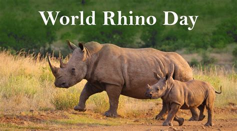 Festivals And Events News World Rhino Day 2020 Date Know