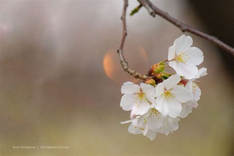 Cherry Blossoms In The Mist Cherry Blossom Spring Blossom Blossom