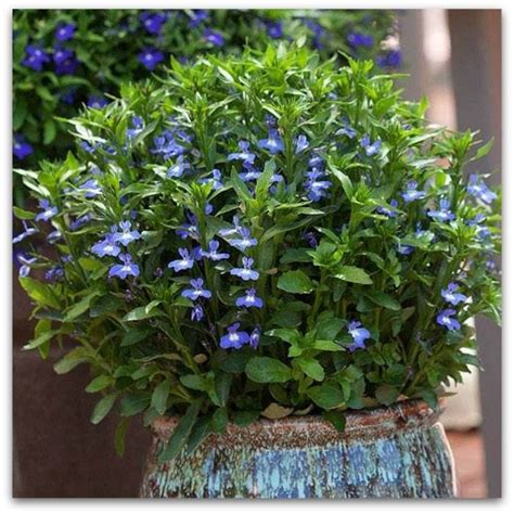 Heat tolerant flowers zone 9. Dark Blue LOBELIA! Heat tolerant & BLOOMS all SUMMER; full ...