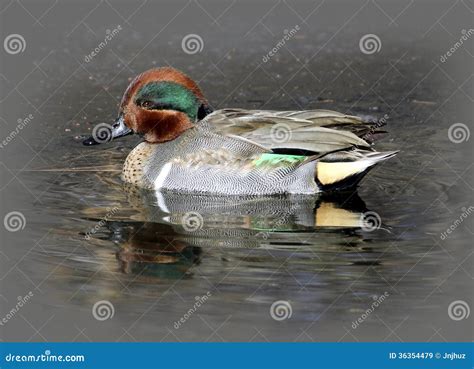 Male Green Winged Teal Duck Stock Image Image Of Fowl Water 36354479