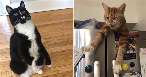 14 Adorable And Funny Moments Viral Cats Blog