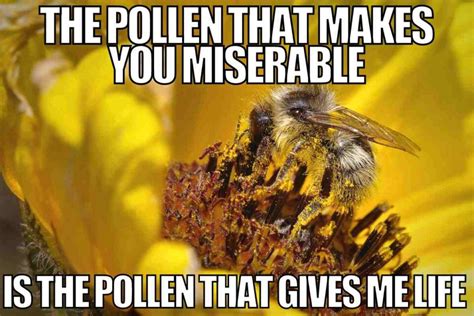 20 Funny Pollen Memes To Laugh At And Share