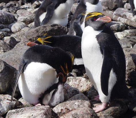 Macaroni Penguin New Zealand Birds Online