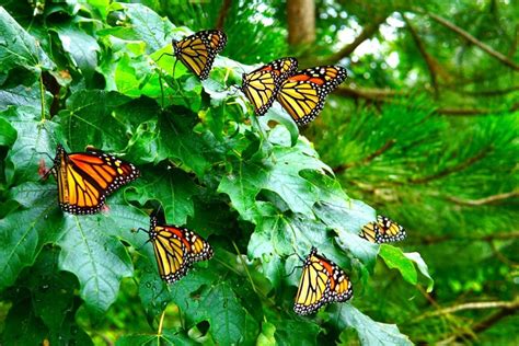 Heres Where You Can View The Spectacular Monarch Butterfly Migration