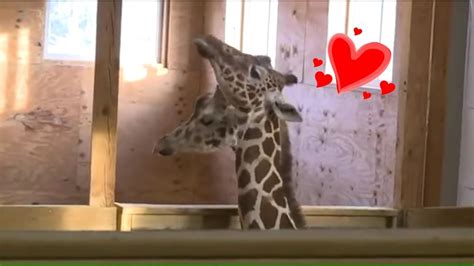 April The Giraffe Cutest Hug With Oliver Animal Adventure Park