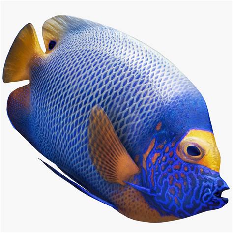 Blueface Angelfish Juvenile Care Reef Safe Diet Hybrid Seafish