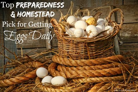 Top Preparedness And Homestead Pick For Getting Eggs Daily Melissa K