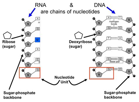 A nucleosome is a basic unit of dna packaging. Nucleic Acids - Macromolecule Mania