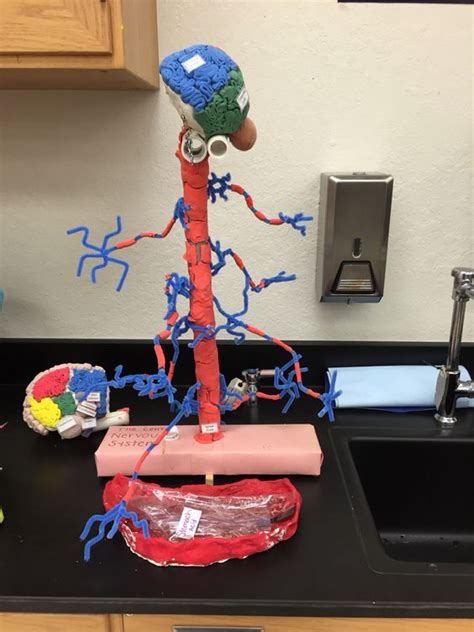 Maqueta Santiago Sistema Nervioso Nervous System Projects Human Body