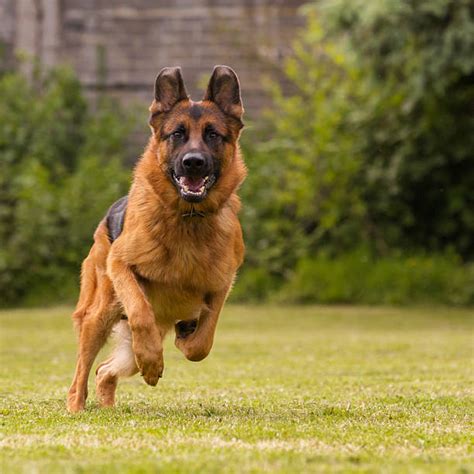 Best German Shepherd Jumping Stock Photos Pictures And Royalty Free
