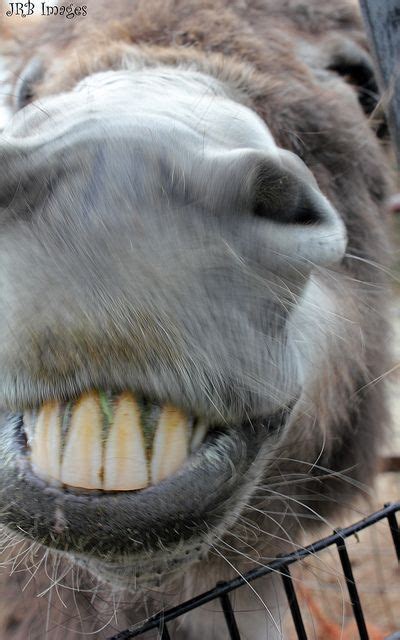 Smile For The Camera Donkeys Visit Our Page Here What Do