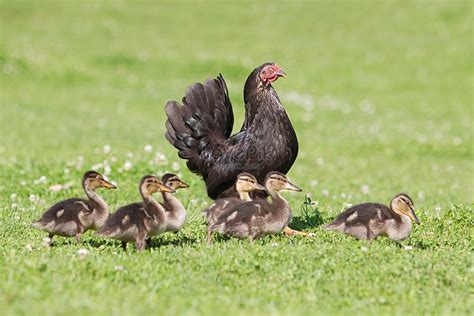 There Is A Hen And Six Ducks On The Grass Picture And Hd Photos Free