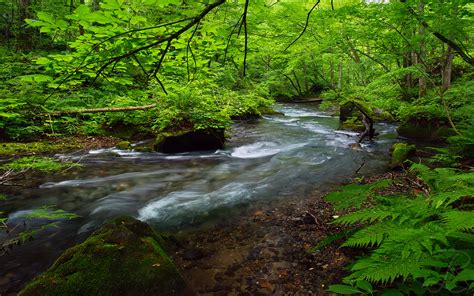 Aomori Flowing Water 2k No People Stream Flowing Water Lush