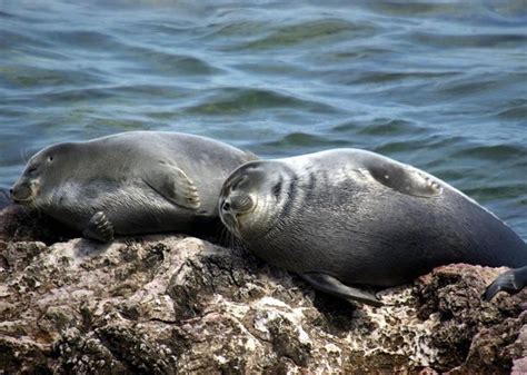 The Special And Mysterious Seals Of Siberias Lake Baikal Lake Baikal