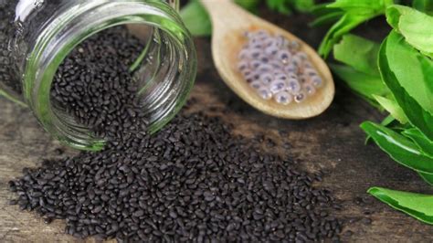 Biji selasih merah, tanah merah, malaysia. Punya Tampilan Serupa, Ini 5 Perbedaan Chia Seed dan ...