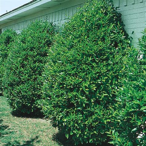 358 Gallon White Carolina Cherry Laurel Screening Tree L11188 At