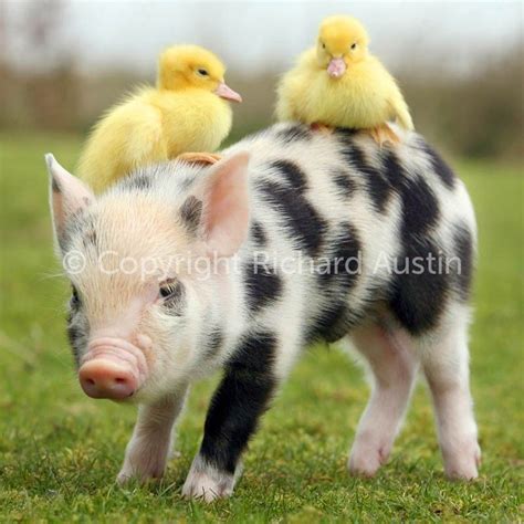 Piggy And Chicks Cute Piglets Cute Pigs Cute Piggies