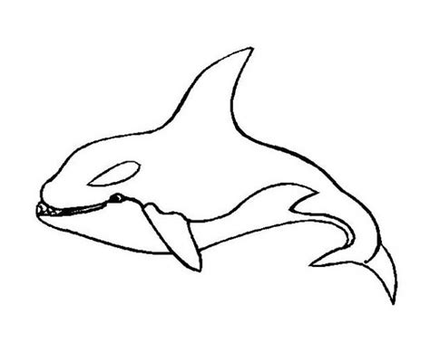 Killer Whale Orca Sea Animals Coloring Page Download
