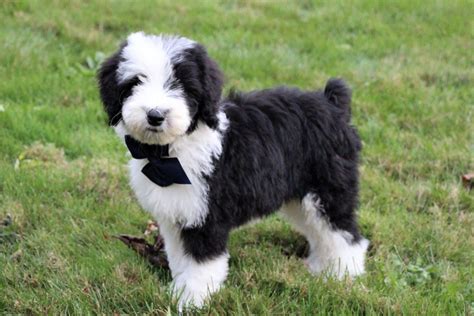 Top 8 Sheepadoodle Breeders Puppy Price And Other Info