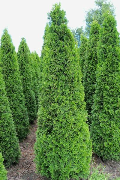 Schnell wachsende laubbäume für den garten. Die besten Koniferen für den Vorgarten | Vorgarten ...