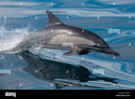Long Beaked Common Dolphin Delphinus Capensis Stock Photo Alamy