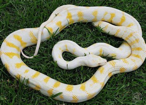 Top End Carpet Python Jenbert Pythons