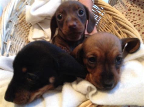 Here at teacups, puppies and boutique, we've been carrying miniature dachshund doxie puppies for sale since 1999! Mini Dachshund pups for sale | Bridgend, Bridgend | Pets4Homes