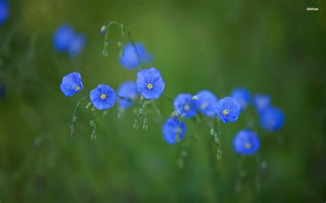 Blue Wildflower 1920x1200 Wallpaper