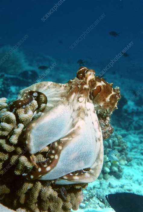 Octopus Hunting Stock Image Z5050117 Science Photo Library